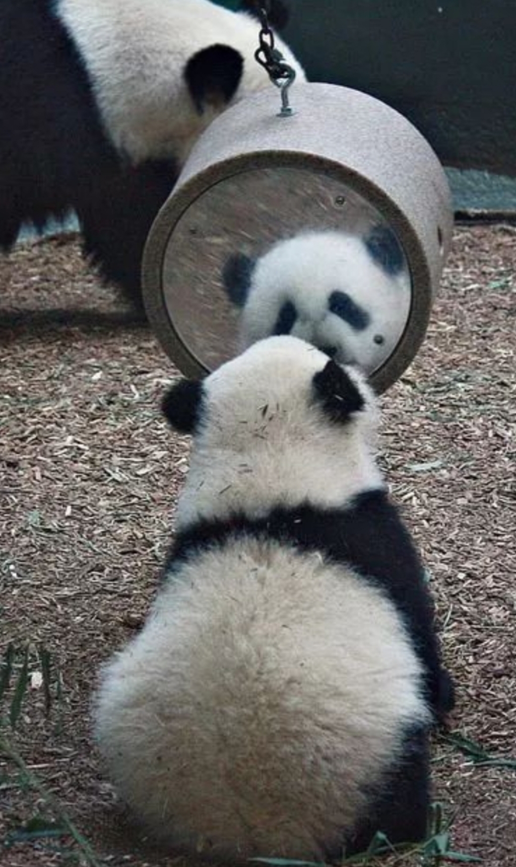 거울 보는 곰돌이들 | 인스티즈