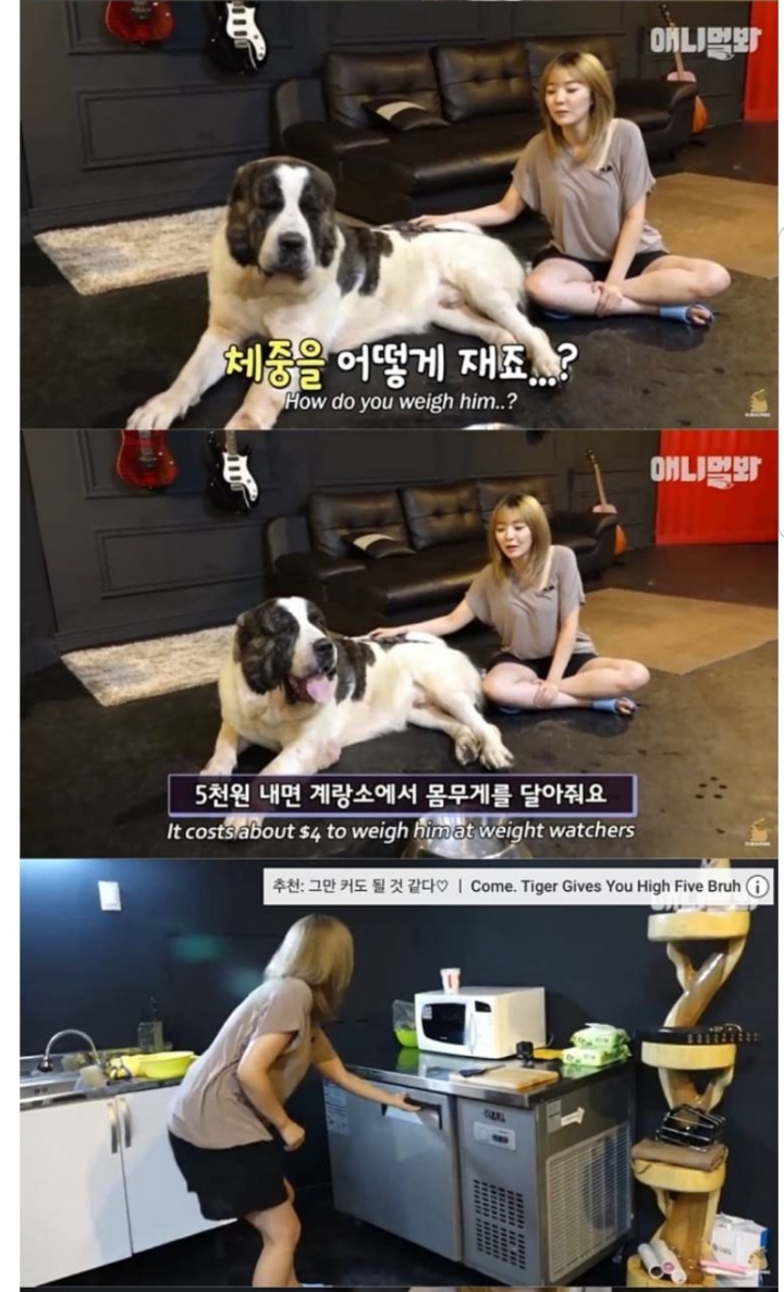 키 2미터 몸무게 120kg 강아지 금강이.jpg | 인스티즈