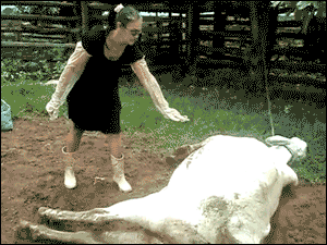 자는 소 건들면 안 되는 이유.gif | 인스티즈