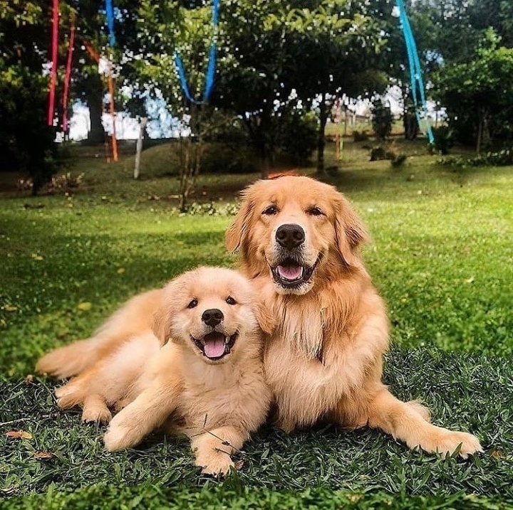 "골든 리트리버" 강아지(사진많음. 데이터주의) | 인스티즈