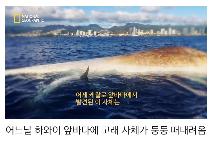 신기먹방 이미지