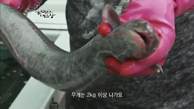 한국인의 밥상 여수 봄바다편 | 인스티즈