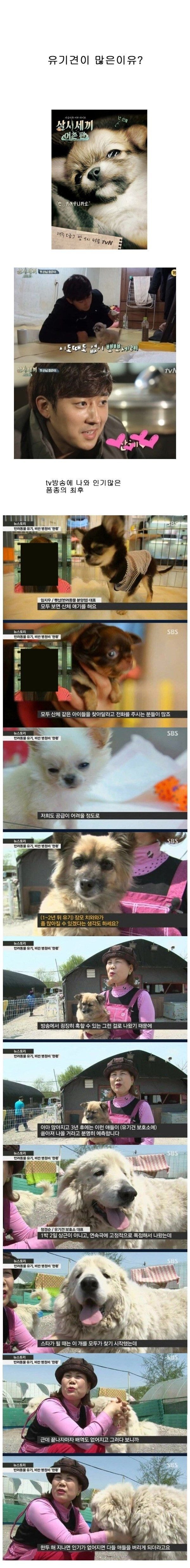 유기견이 많아지는 이유 | 인스티즈