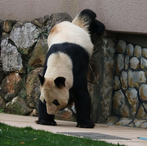 특이하게 오줌싸는 곰 | 인스티즈