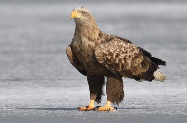 누가 자기 근처에서 뭘 먹는 것만 보면 눈이 돌아버리는 조류계의 조폭 | 인스티즈
