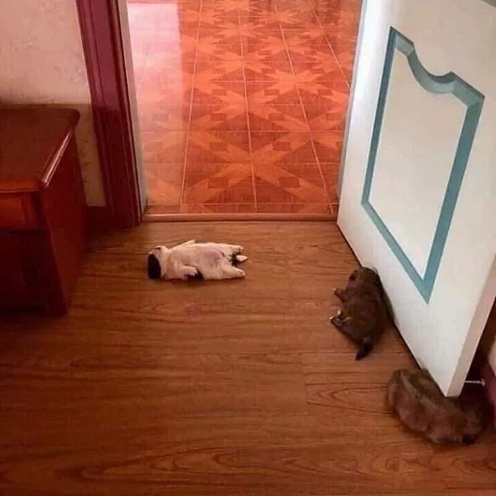 개가 잠을 이상하게 자요.jpg | 인스티즈