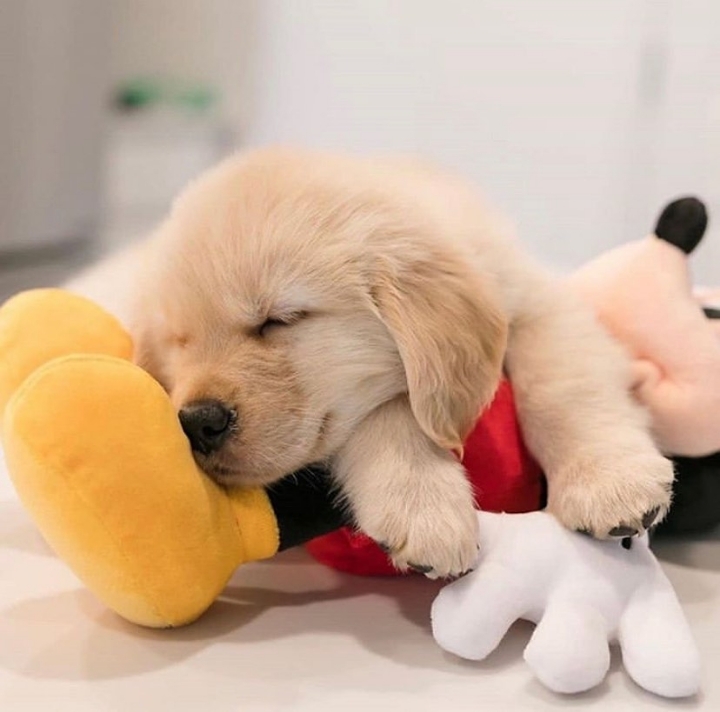 "골든 리트리버" 강아지(사진많음. 데이터주의) | 인스티즈