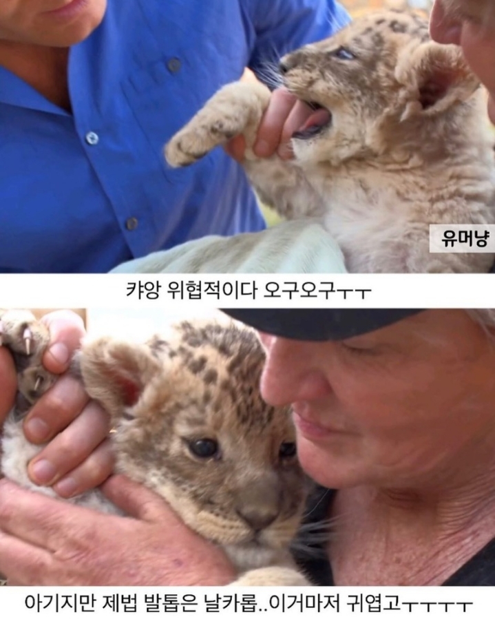 아기사자 이미지