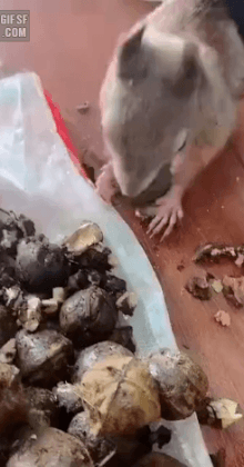 밤 쉽게 까는법.gif | 인스티즈