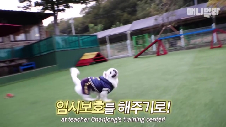 산책로 화장실에 유기된 강아지의 사연.jpg | 인스티즈