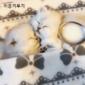 잠 깨우는 법 .gif | 인스티즈
