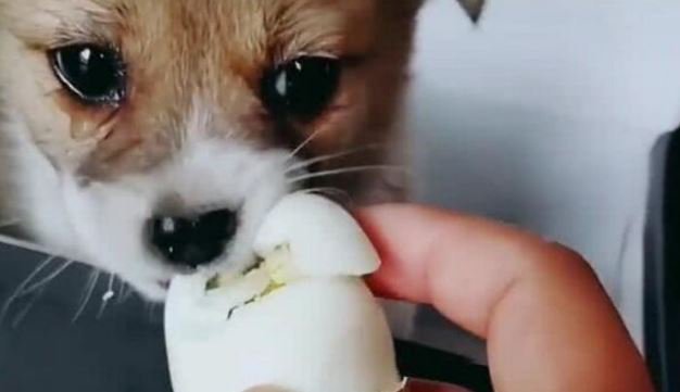 떠돌이 댕댕이에게 계란을 줬더니 | 인스티즈