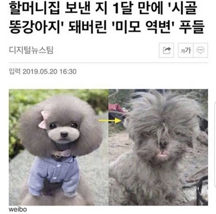 시골로 내려가서 역변한 강아지.jpg | 인스티즈