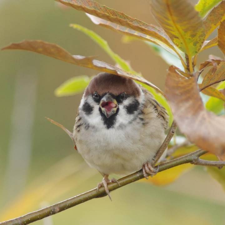 참새 정면 얼굴.jpg | 인스티즈