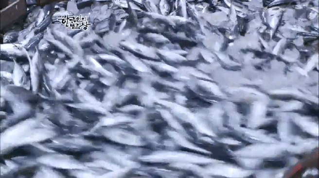 한국인의 밥상 고등어편 | 인스티즈