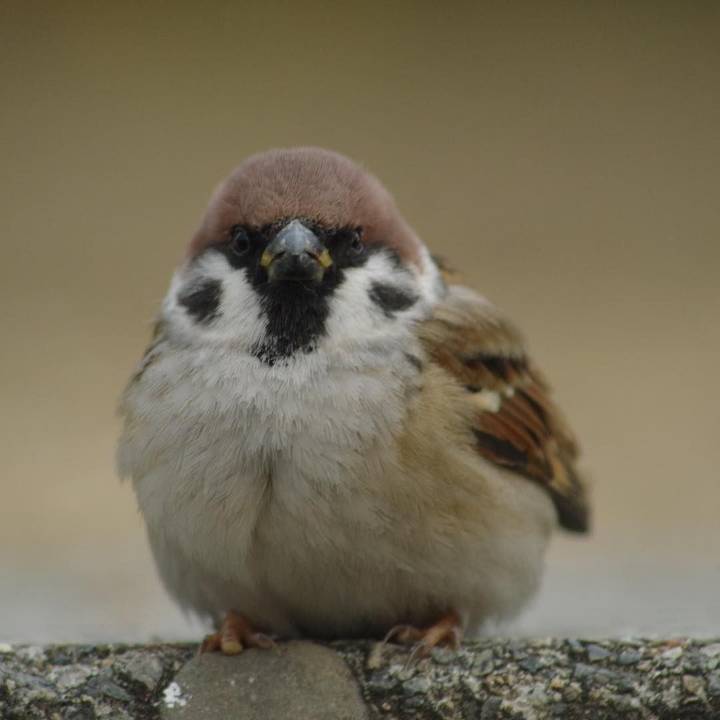 참새 정면 얼굴.jpg | 인스티즈