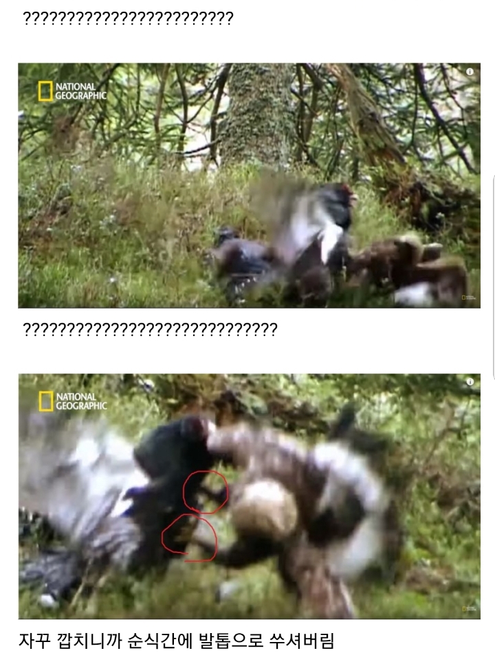 분노조절장애로 목숨을 잃는 동물.jpg | 인스티즈