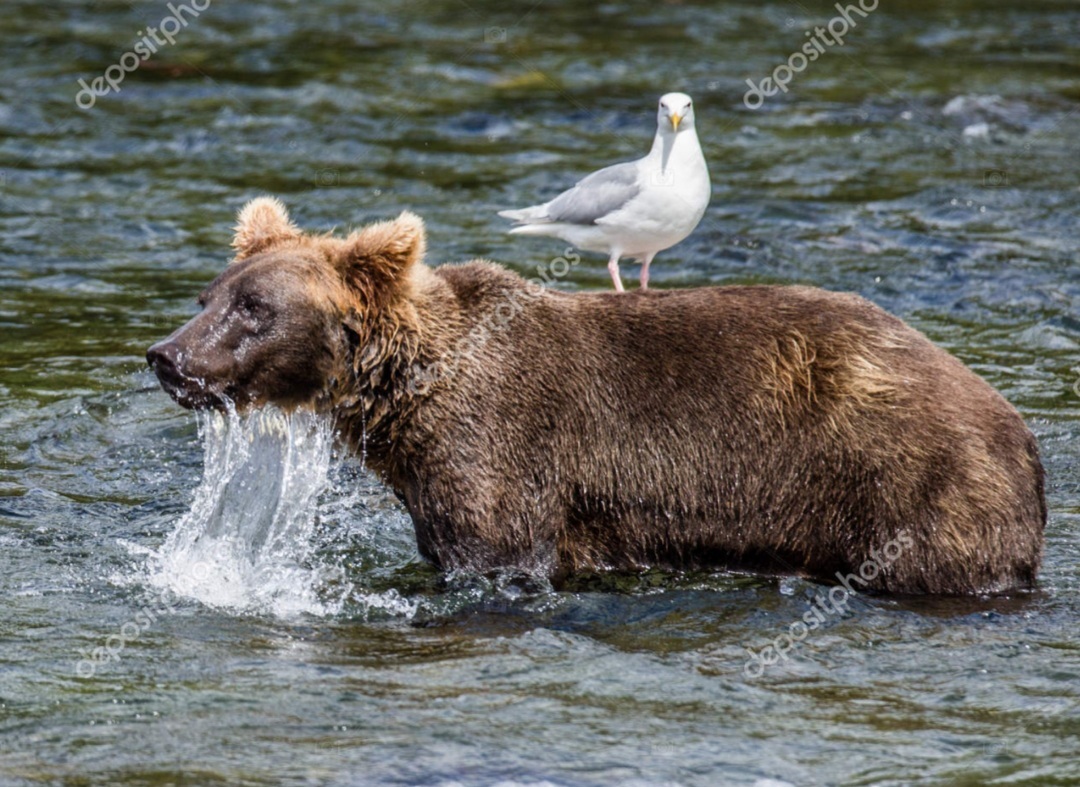 곰 주위에 새가 많은 이유 | 인스티즈