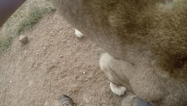 눈앞에서 사자를 볼 때.gif | 인스티즈