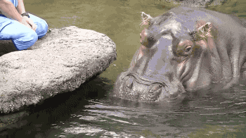 귀여운 아기 하마.gif | 인스티즈