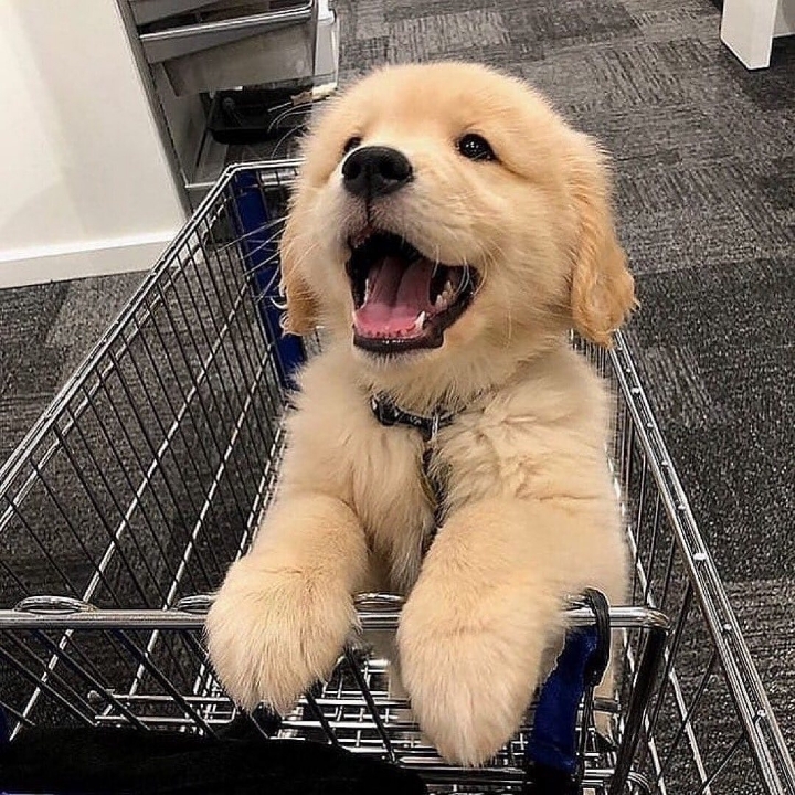"골든 리트리버" 강아지(사진많음. 데이터주의) | 인스티즈