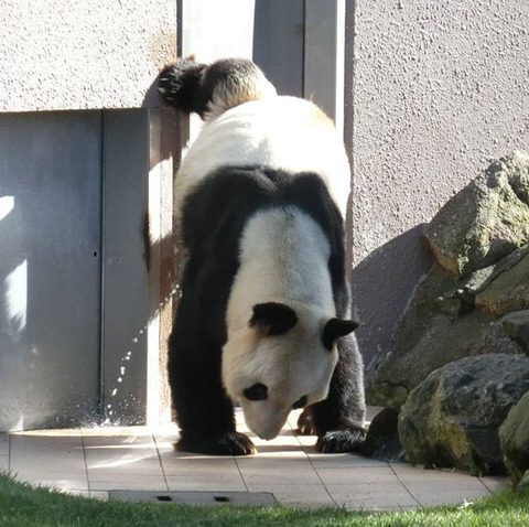 특이하게 오줌싸는 곰 | 인스티즈