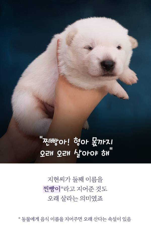 칼에 찔렸던 유기견 죽순이에게 일어난 기적 | 인스티즈