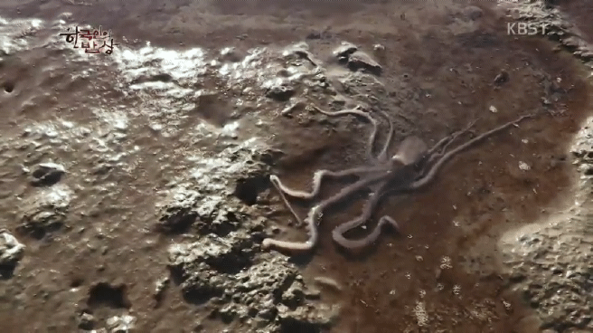 한국인의 밥상 무안 황토 갯벌 밥상편 | 인스티즈