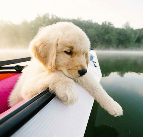 귀여운 아기 리트리버들 | 인스티즈