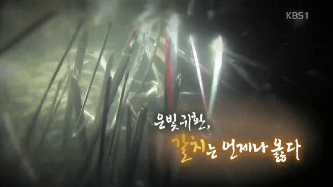 한국인의 밥상 갈치편 | 인스티즈