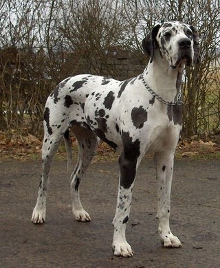 개가 한마리만 사는 나라는? | 인스티즈