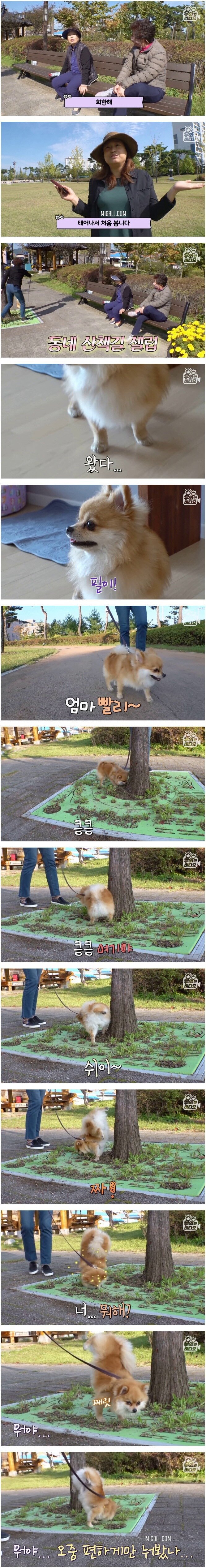 물구나무 서면서 소변보는 댕댕이 | 인스티즈