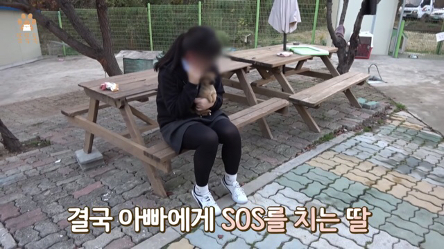 아무도 찾지 않는 믹스견 이야기 | 인스티즈