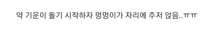 눈물 주의) 안락사 직전 주인과 함께하는 댕댕이.gif | 인스티즈