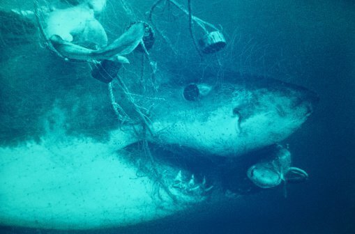 수족관에 백상아리가 없는 이유 | 인스티즈