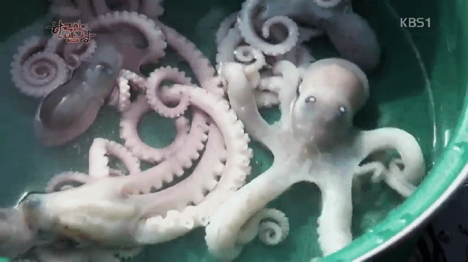 한국인의 밥상 무안 황토 갯벌 밥상편 | 인스티즈