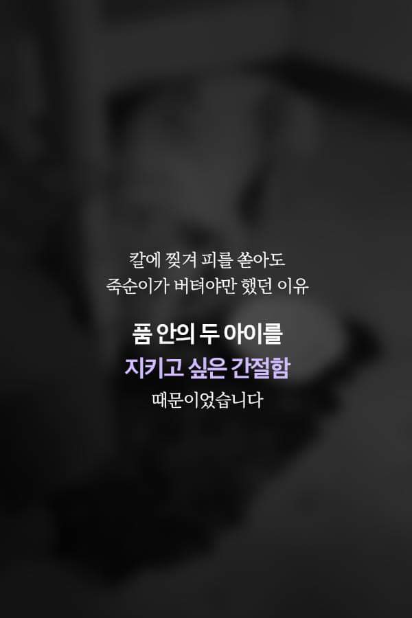 칼에 찔렸던 유기견 죽순이에게 일어난 기적 | 인스티즈