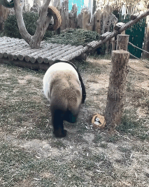 특이하게 오줌싸는 곰 | 인스티즈