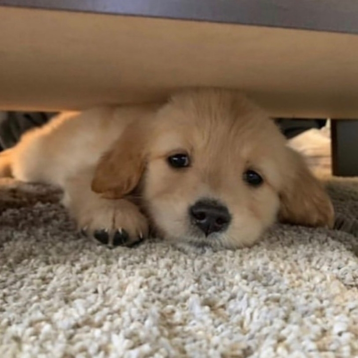 "골든 리트리버" 강아지(사진많음. 데이터주의) | 인스티즈