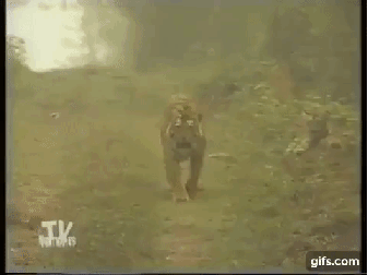 유명한 호랑이짤의 진실.gif | 인스티즈