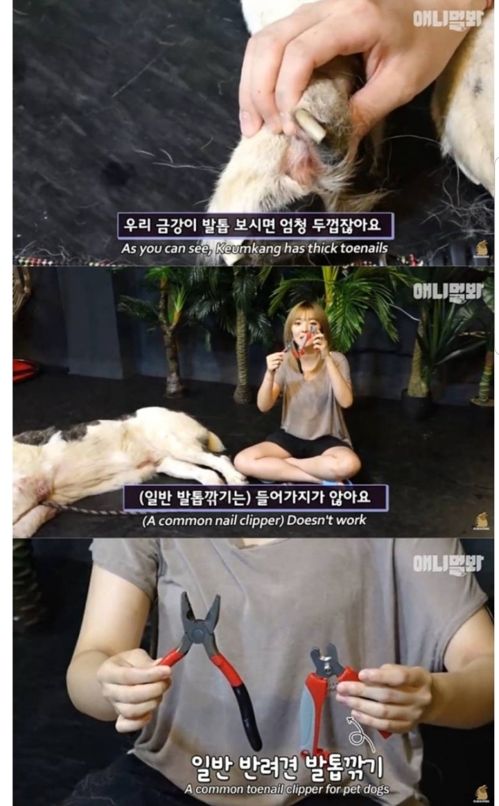 키 2미터 몸무게 120kg 강아지 금강이.jpg | 인스티즈