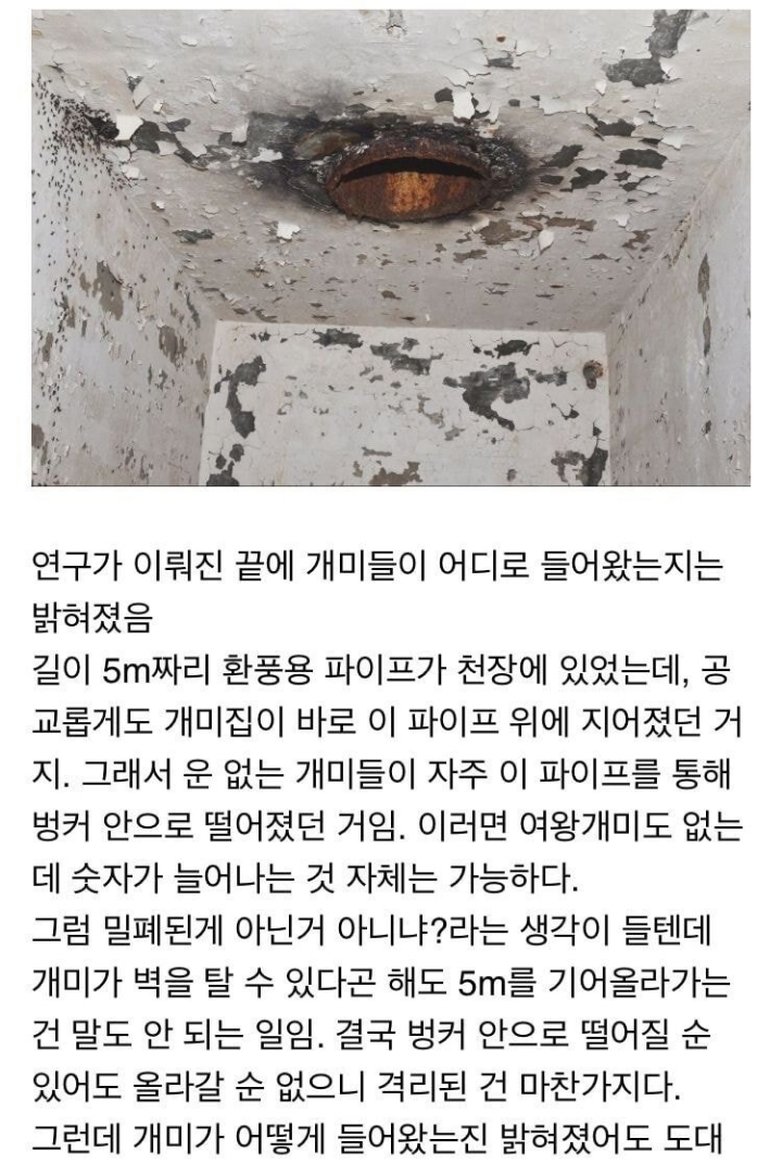 냉혹한 개미의 생존력....JPG | 인스티즈