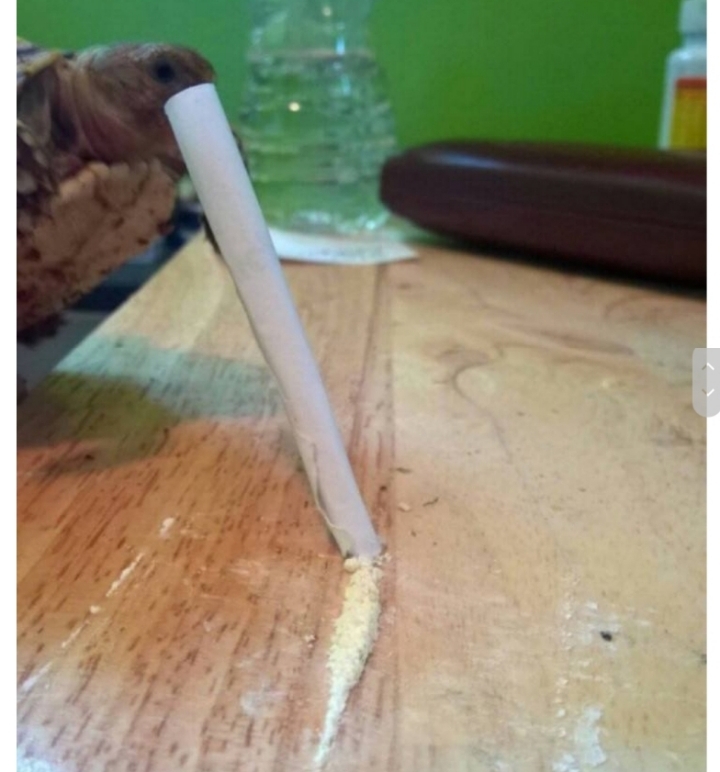 여행 가는 동안 남자 친구한테 맡긴 거북이.jpg | 인스티즈