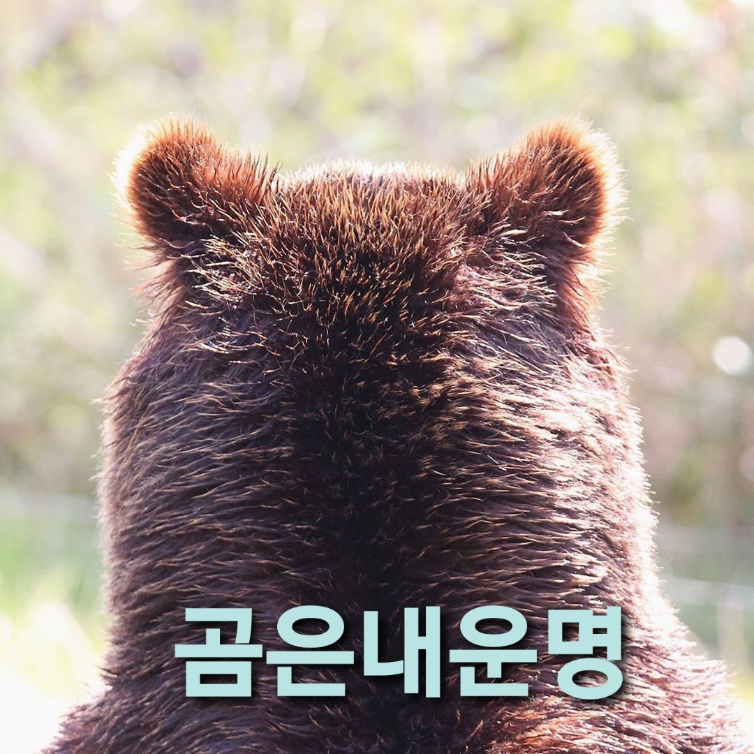 산에서 만난 곰이 귓속말하고 다리 건드림 | 인스티즈