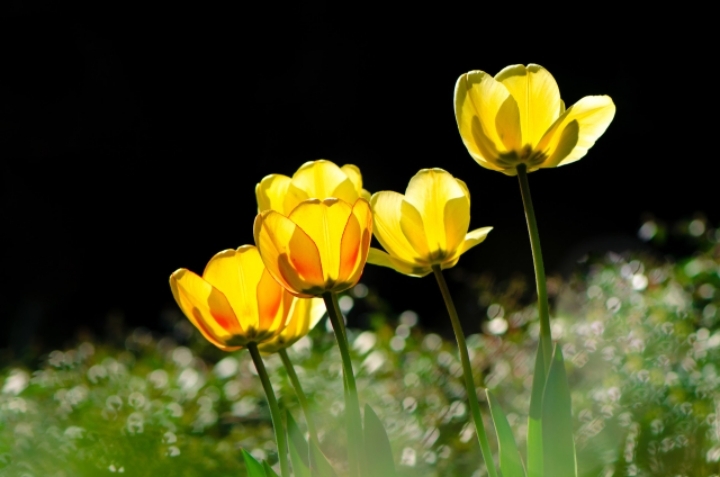 백호가 멸종 되어야 하는 이유.jpg | 인스티즈