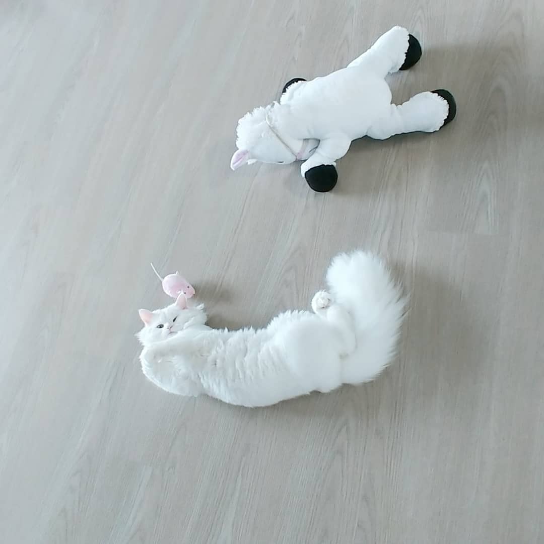 신화 앤디 결혼안하는 이유 | 인스티즈