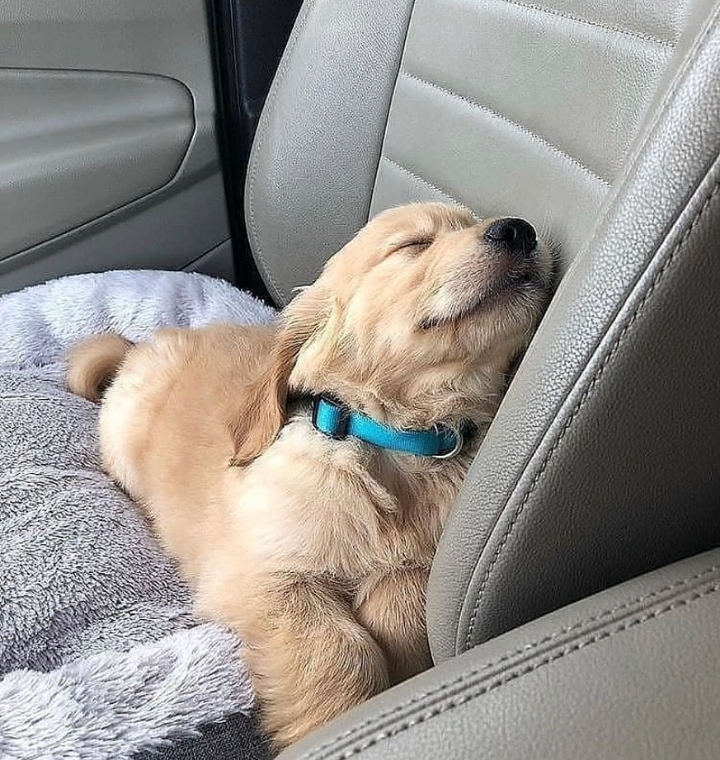 "골든 리트리버" 강아지(사진많음. 데이터주의) | 인스티즈