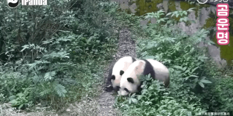 항상 붙어다니는 쌍둥이 | 인스티즈