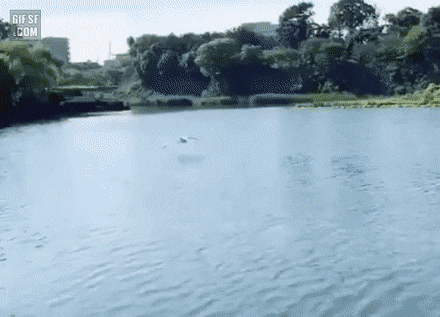 물 위에 착륙하는 백조.gif | 인스티즈