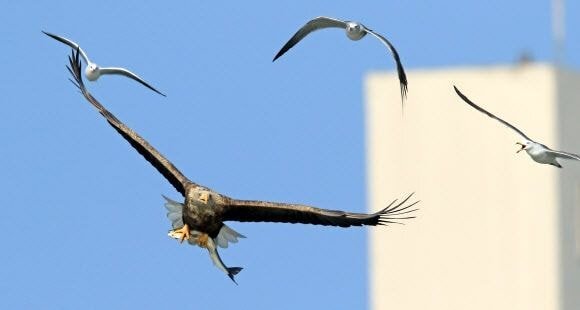 누가 자기 근처에서 뭘 먹는 것만 보면 눈이 돌아버리는 조류계의 조폭 | 인스티즈